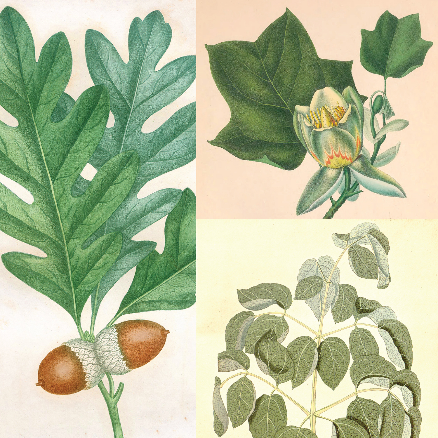spotlight_civil war botanical collage-01.jpg